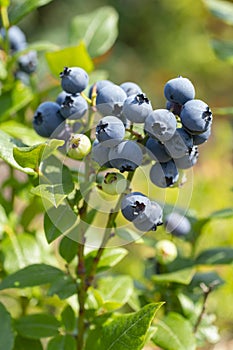 Highbush blueberries