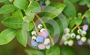 Highbush blueberry