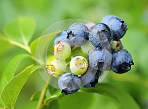 Highbush blueberry