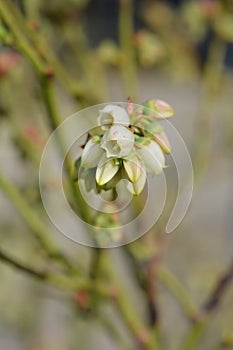 Highbush blueberry