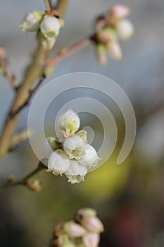 Highbush blueberry