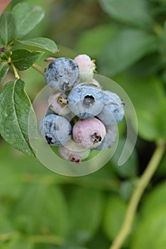 Highbush blueberry