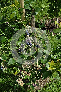 Highbush blueberry with berries in garden