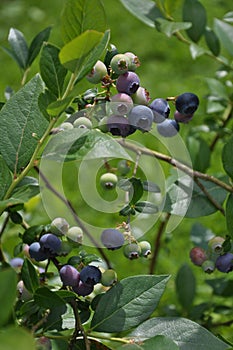 Highbush blueberry with berries in garden