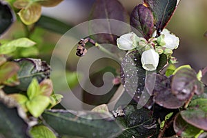 Highbush blueberry blossoms