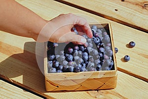 Highbush blueberry fruit collection. A female hand and a wooden container for fruit