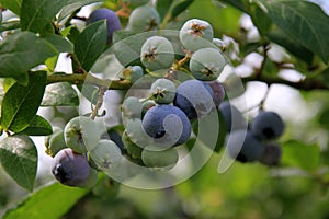 Highbush blueberry, Northern blueberry or sweet hurts Vaccinium boreale berrys on bush