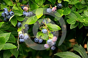 Highbush blueberry, Northern blueberry or sweet hurts Vaccinium boreale berrys on bush