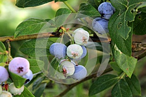 Highbush blueberry, Northern blueberry or sweet hurts Vaccinium boreale berrys on bush