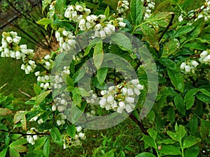 highbush blueberry plant