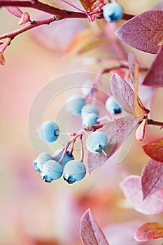 Highbush blueberry plant in autumn, Vaccinium corymbosum fruits on bush in fall