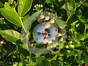 Highbush blueberry plant with berries.