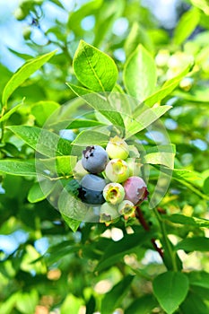 Highbush blueberry plant with fruits
