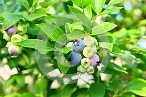 Highbush blueberry plant with fruits