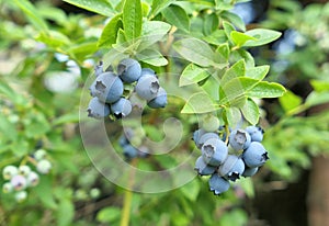 Highbush blueberry plant with fruits on branch