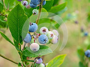 Highbush blueberry plant with fruits on branch