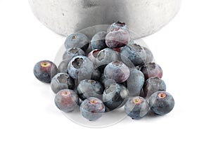 Highbush blueberry with tin bucket on white