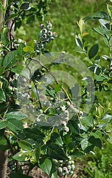 Highbush blueberry with unripe berries in garden