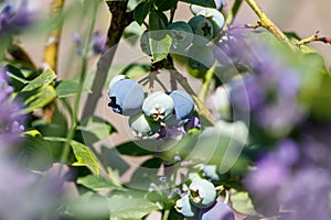 Highbush blueberry (Vaccinium corymbosum, blue huckleberry) with large ripening berries