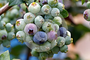 Highbush blueberry (Vaccinium corymbosum, blue huckleberry) with large ripening berries