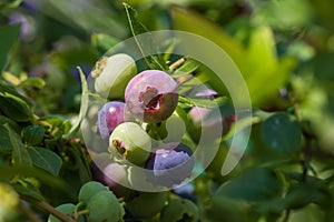 Highbush blueberry (Vaccinium corymbosum, blue huckleberry) with large ripening berries, close-up