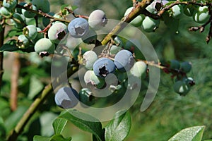 Highbush blueberry Vaccinium corymbosum, blue huckleberry with large ripening berries, close-up, copy space