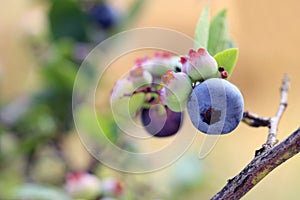Highbush blueberry, very tasty berry contains a lot of vitamins.