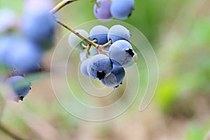 Highbush blueberry, very tasty berry contains a lot of vitamins.