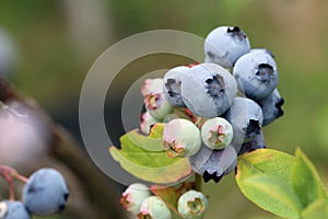 Highbush blueberry, very tasty berry contains a lot of vitamins.
