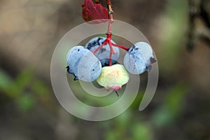 Highbush blueberry, very tasty berry contains a lot of vitamins.