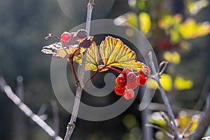 Highbush Cranberries