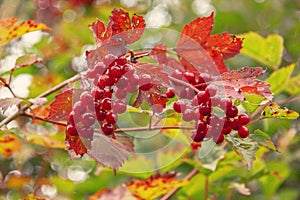 Highbush cranberries with red and yellow leafs