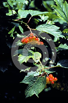 Highbush Cranberry  40153