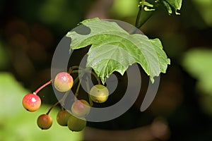 Highbush Cranberry  815403