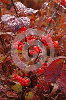 Highbush Cranberry - Viburnum edulis - Major Crop