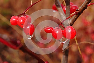 Highbush Cranberry - Viburnum edulis - Wet Clusters