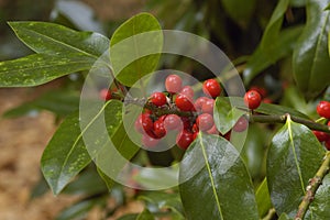 Highclere Holly cultivare
