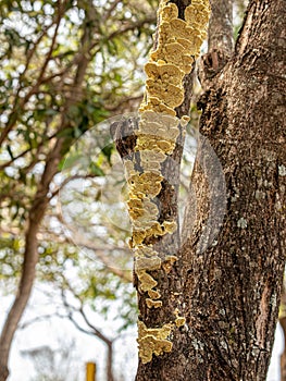 Higher Basidiomycetes Fungus