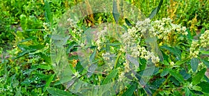 Wild spinach or goosefoot bathua plant fruits stock photo