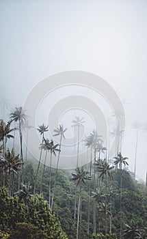 El más alto coco palmera árboles el valle en municipio en 