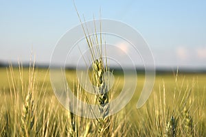 The highest wheat stalk