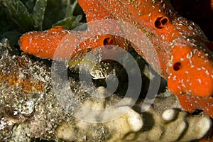 Highfin fang blenny (petroscirtes mitratus)