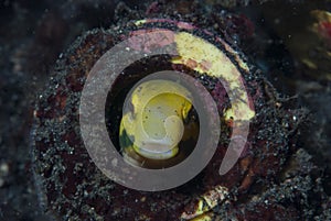 Highfin Fangblenny Petroscirtes mitratus