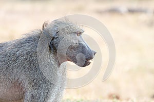 Highkey baboon portrait with soft background