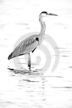 A highkey image of Portrait of a Grey Heron and reflection on water at Tubli bay