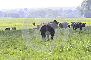 Highkey landscape of cattle herd in springtime pasture