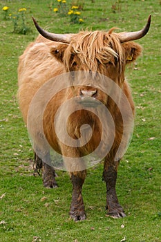 Highland aberdeen angus cow grazing green grass