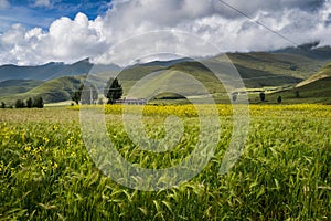 Highland barley, blossoms and Tibetan village