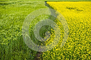 highland barley and flower
