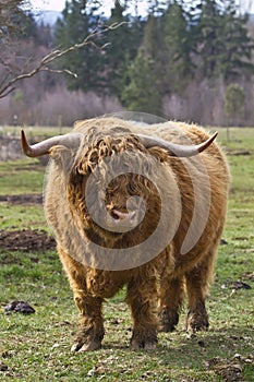 Highland Bull